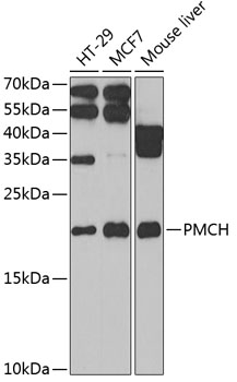 PMCH antibody