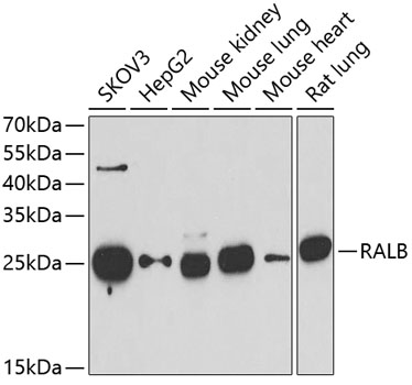 RALB antibody