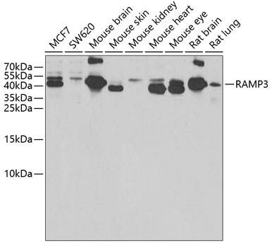 RAMP3 antibody