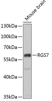 RGS7 antibody