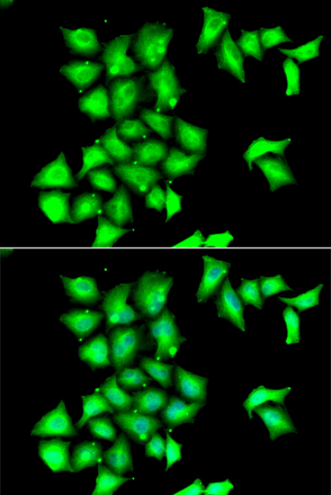 MSRB1 antibody