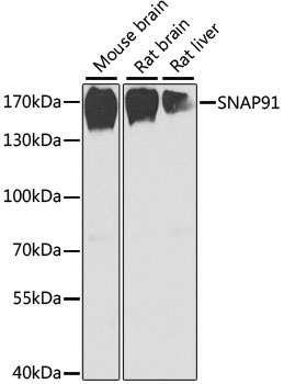 SNAP91 antibody