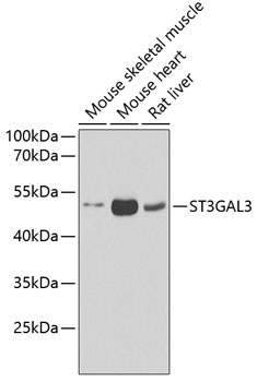 ST3GAL3 antibody