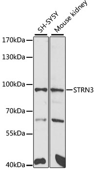 STRN3 antibody