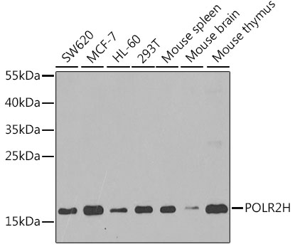 POLR2H antibody