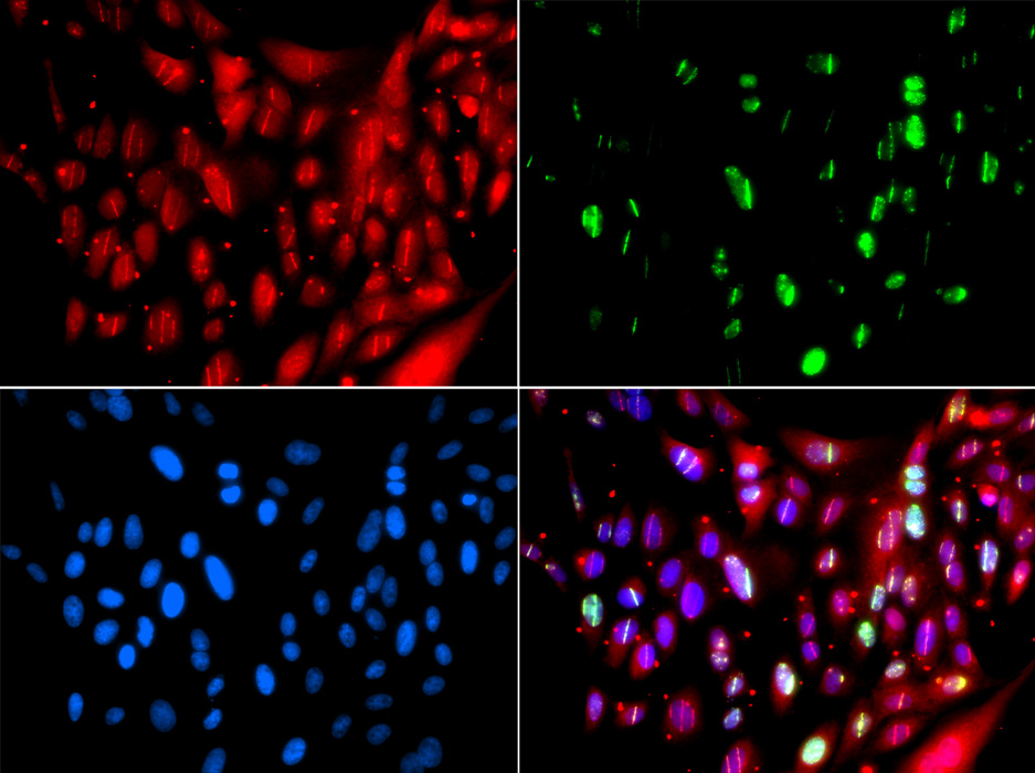 UIMC1 antibody