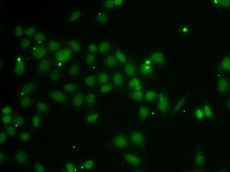 POU6F1 antibody