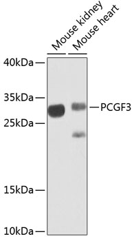 PCGF3 Polyclonal Antibody