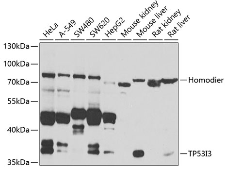 TP53I3 Polyclonal Antibody