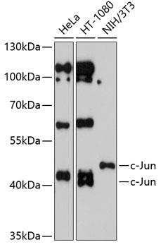 JUN Antibody