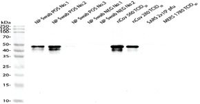 Anti-Nucleocapsid (N) Mouse Monoclonal Antibody