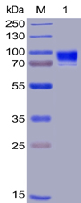 Human CD123 Protein, hFc-His Tag