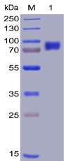 Human 2B4 Protein, mFc-His Tag