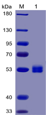 Human IL6 Protein, mFc-His Tag