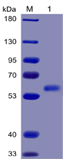 Human FLT3 Ligand Protein, mFc-His Tag