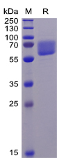 Human AXL Protein, His Tag