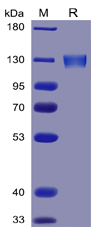 Human ACE2 Protein, mFc Tag