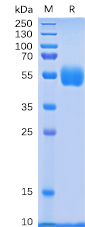 Human NKp30 Protein, hFc Tag