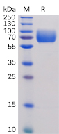 Human B7-2 Protein, hFc Tag