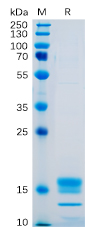 Human  GITR Ligand Protein, His tag