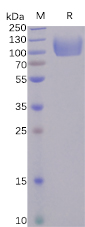 Human CD155 Protein, hFc tag