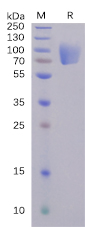 SARS-CoV-2 (2019-nCoV) S1 protein NTD, mFc Tag