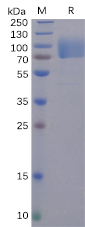 SARS-CoV-2 (2019-nCoV) S1 protein NTD, hFc Tag