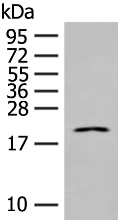 IL23A Antibody