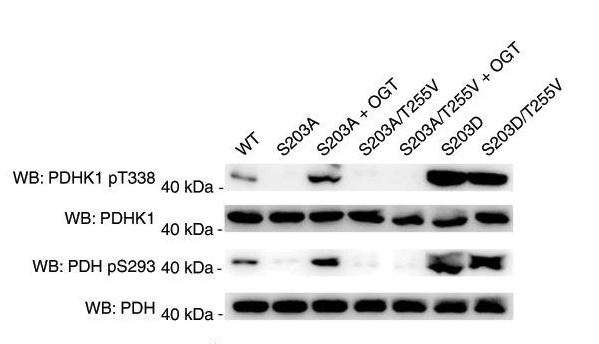 PDHK1(Phospho-Thr338) Antibody