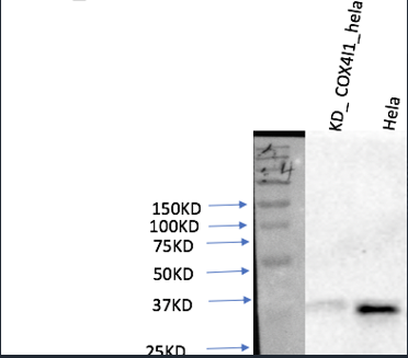 COX IV Mouse Monoclonal Antibody (100A-6C8)