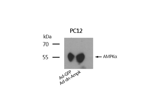 AMPKα1 Polyclonal Antibody