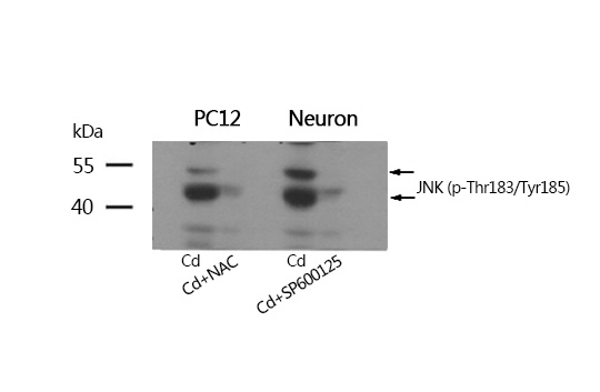 JNK1/JNK2/JNK3(phospho-Thr183/Tyr185) Antibody