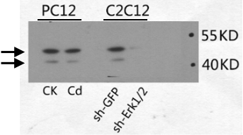 ERK1/2 Antibody