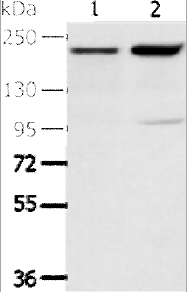 KDM5A Antibody