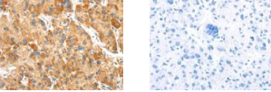 SLC24A6 Antibody