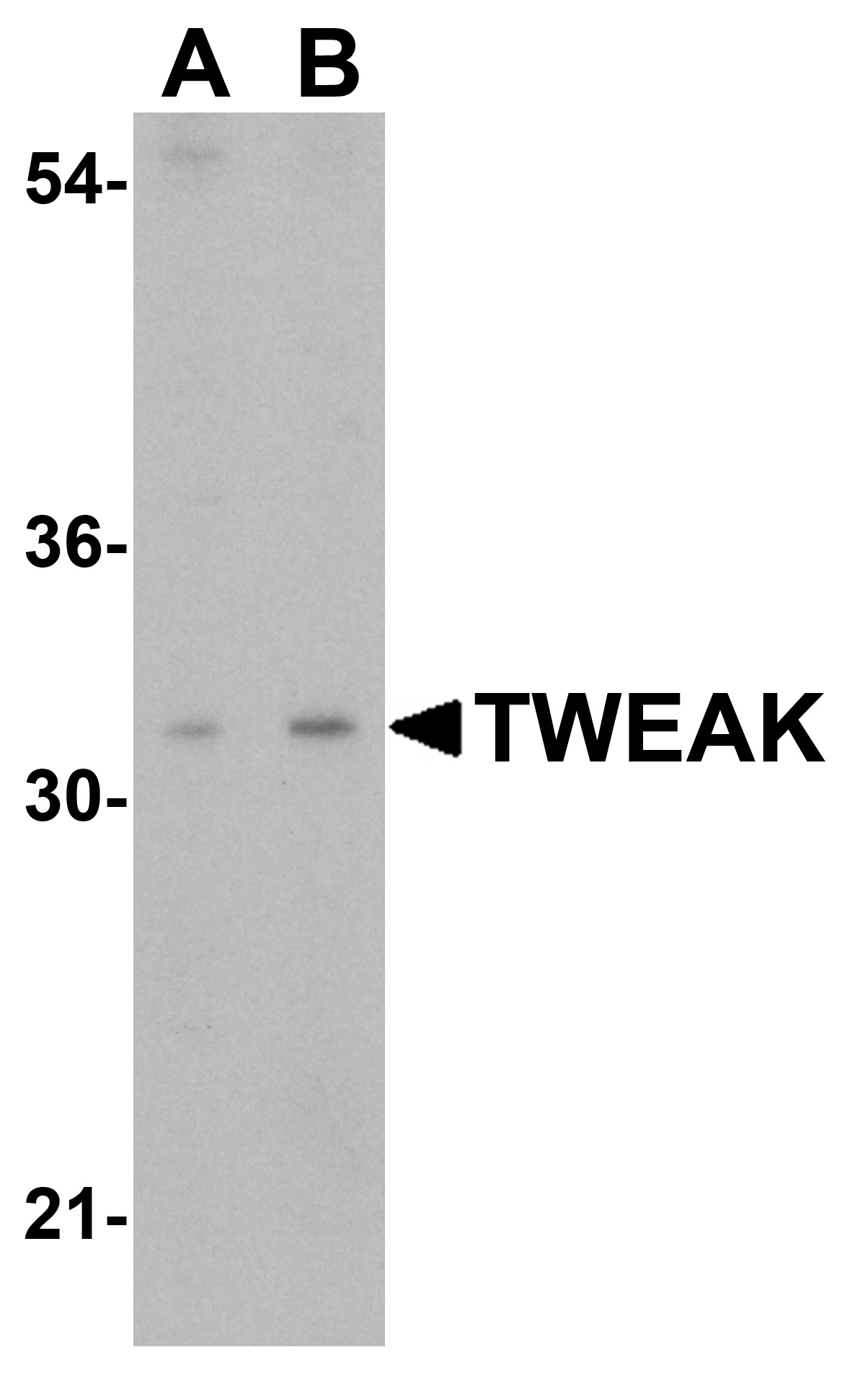 TWEAK Antibody