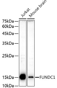 FUNDC1 Polyclonal Antibody