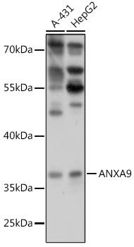 ANXA9 Antibody