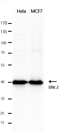 ERK 2 Polyclonal Antibody