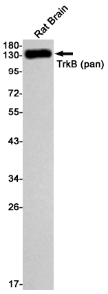 Trk B Rabbit mAb