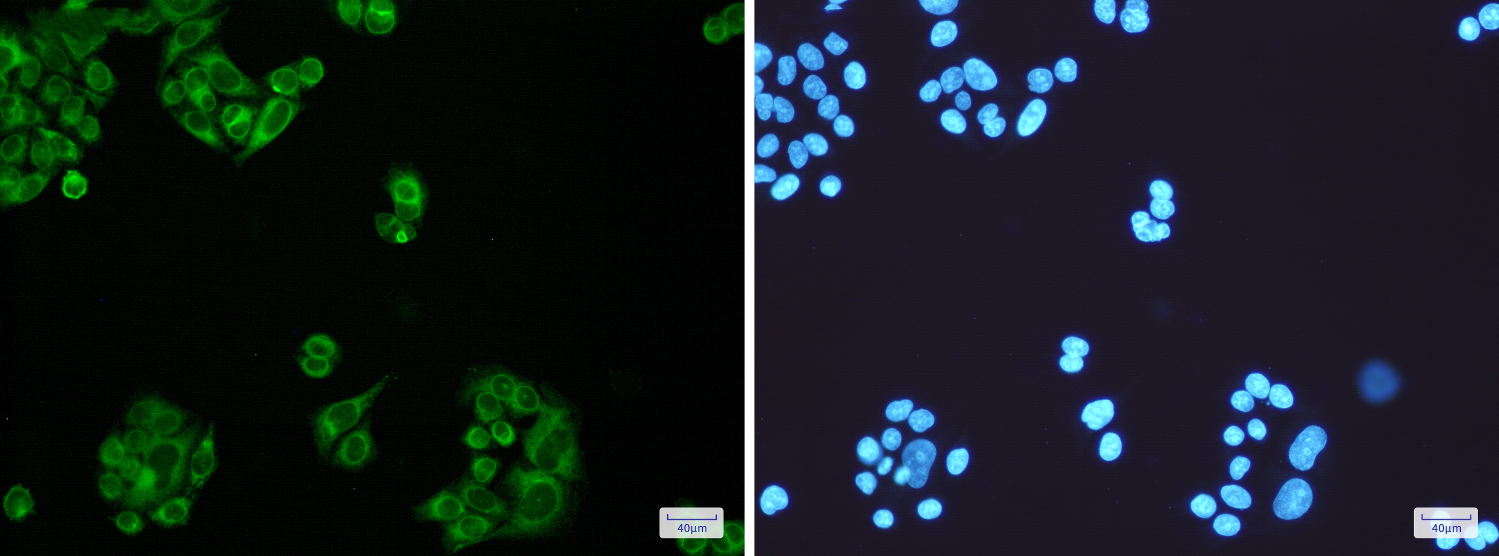 ELOVL5 Rabbit mAb