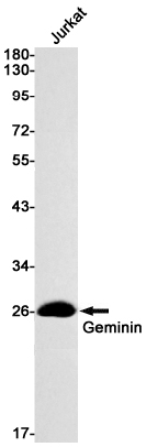 Geminin Rabbit mAb