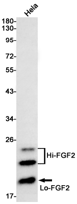 FGF2 Rabbit mAb