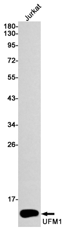 UFM1 Rabbit mAb