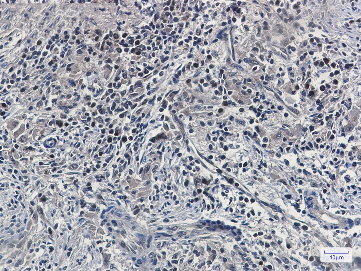 UFM1 Rabbit mAb