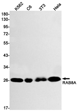 Rab8A Rabbit mAb