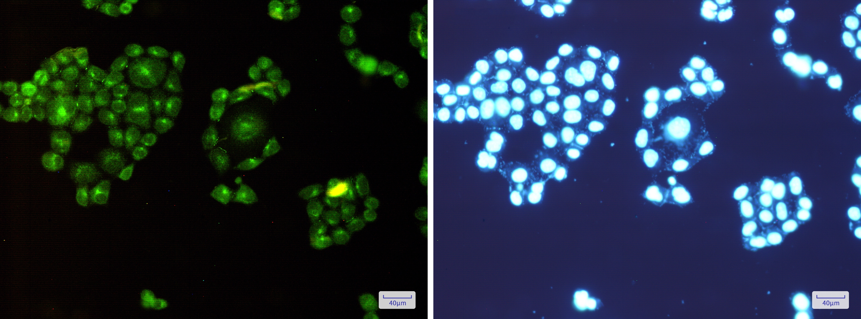 Rab8A Rabbit mAb