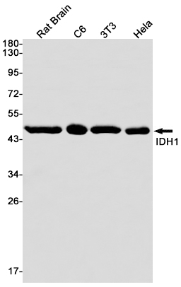 IDH1 Rabbit mAb