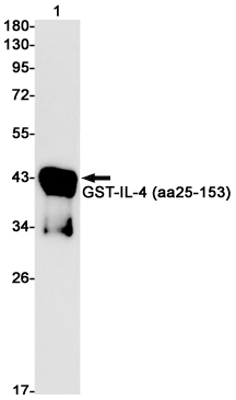 IL 4 Rabbit mAb