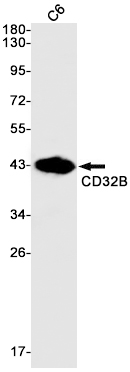 CD32B Rabbit mAb